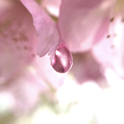 桜としずくの写真